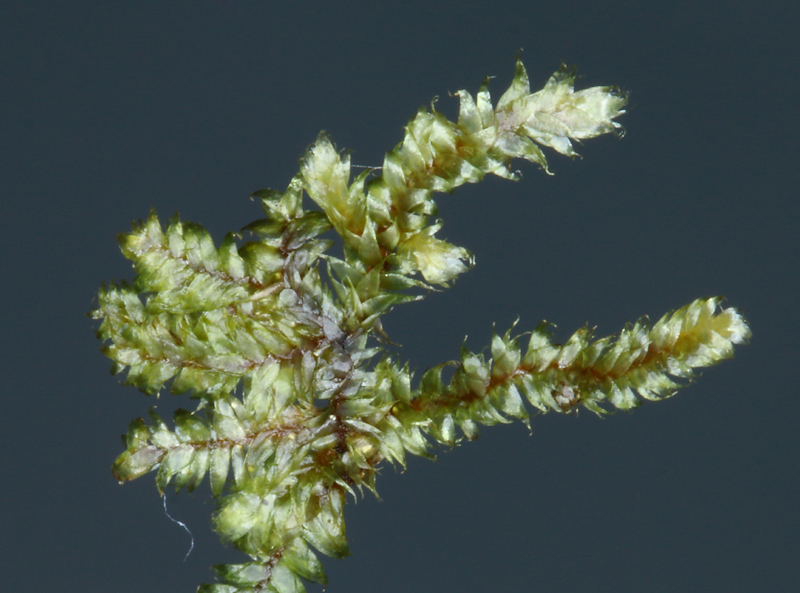 Brotherella recurvans
